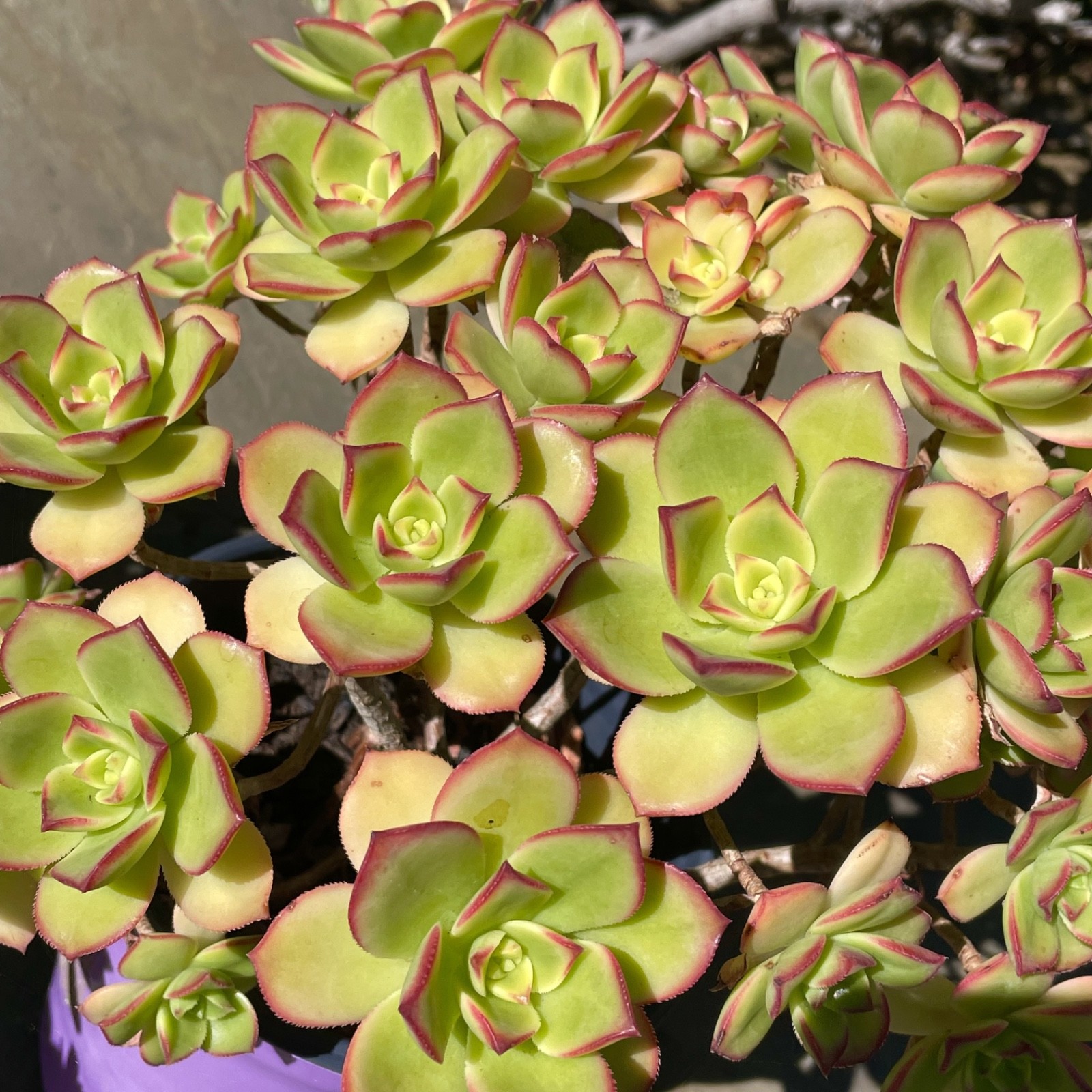 Rare Aeonium Kiwi Variegated Succulent Live Plant Unrooted Cutting 2-3 Inches
