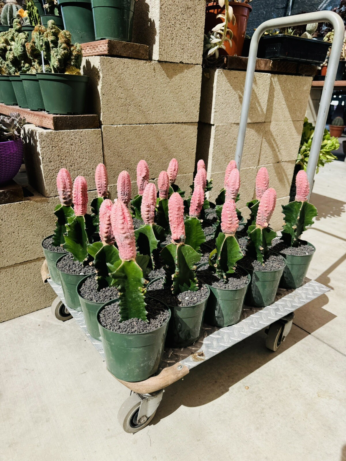Euphorbia Abdelkuri, Variegated, Grafted, Many Pups H13″ W4”