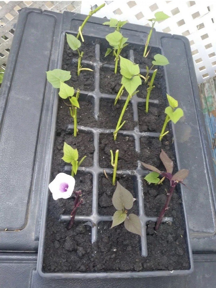 20 Sweet Potato Slips With Roots Assorted Colors Ready To Plant