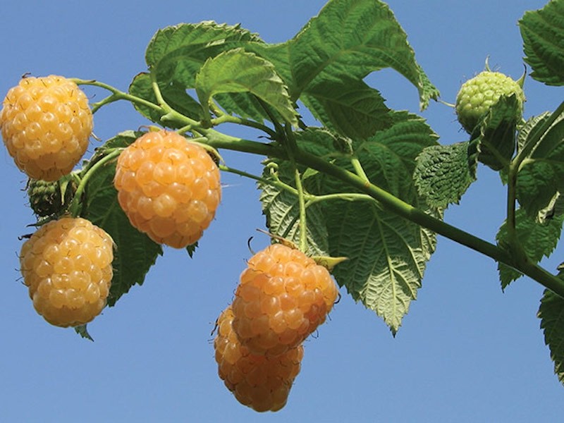 3 Fall Gold Raspberry Plant – Rubus idaeus – Starter Plug