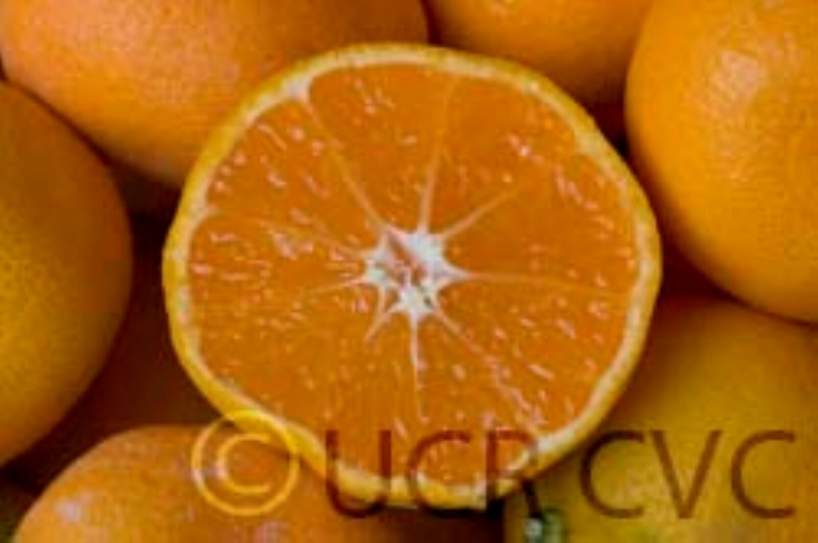 Owari Satsuma Mandarin 18-36″ tall tree Can not ship to Az, Fl, La, Tx