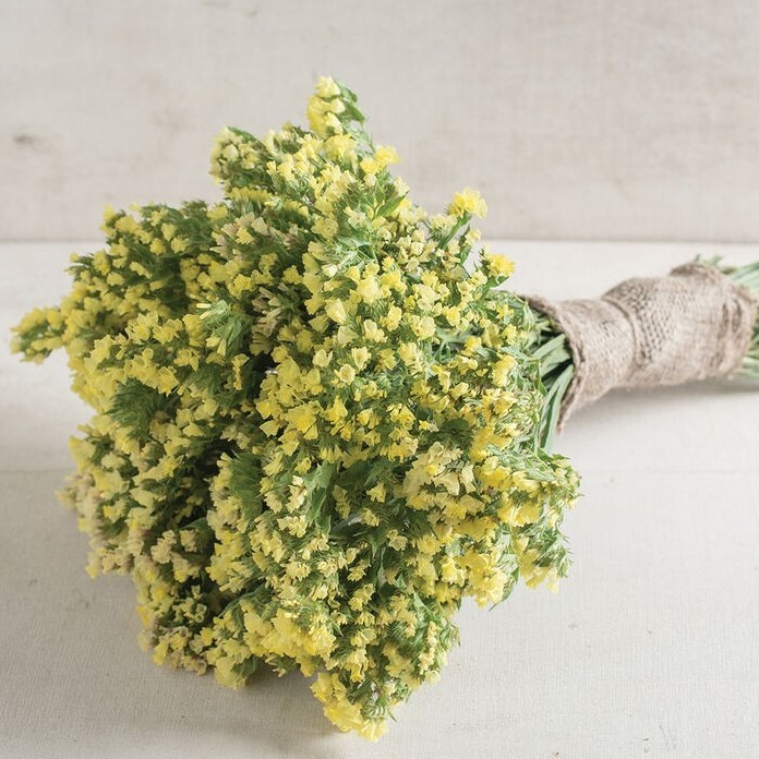 40 Statice Seeker Light Yellow seeds