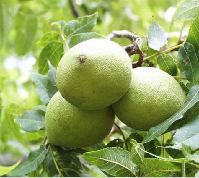 BLACK WALNUTS 3 LB Seed Nuts Fresh 2025 Harvest Naturally Farm Grown in Missouri
