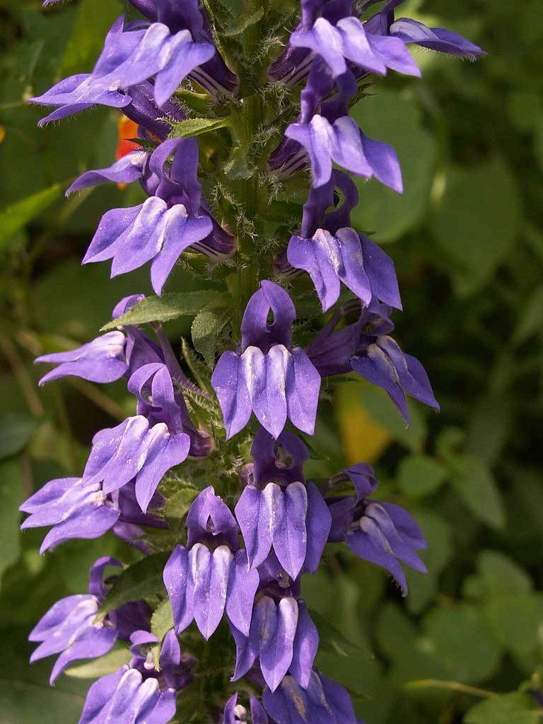 Lobelia siphilitica | Great Blue-Lobelia | 500_Seeds