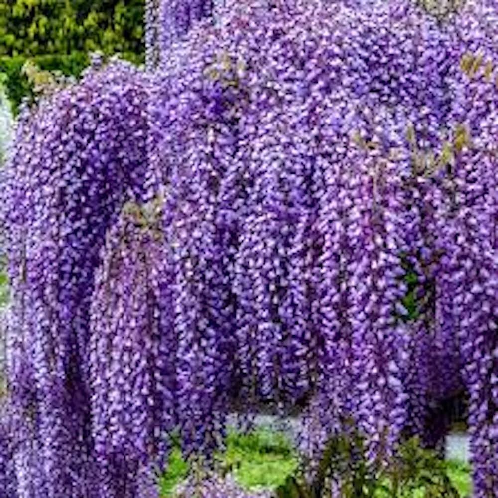 1 Amethyst Falls Wisteria Landscape Plant 12-14in Starter Plant