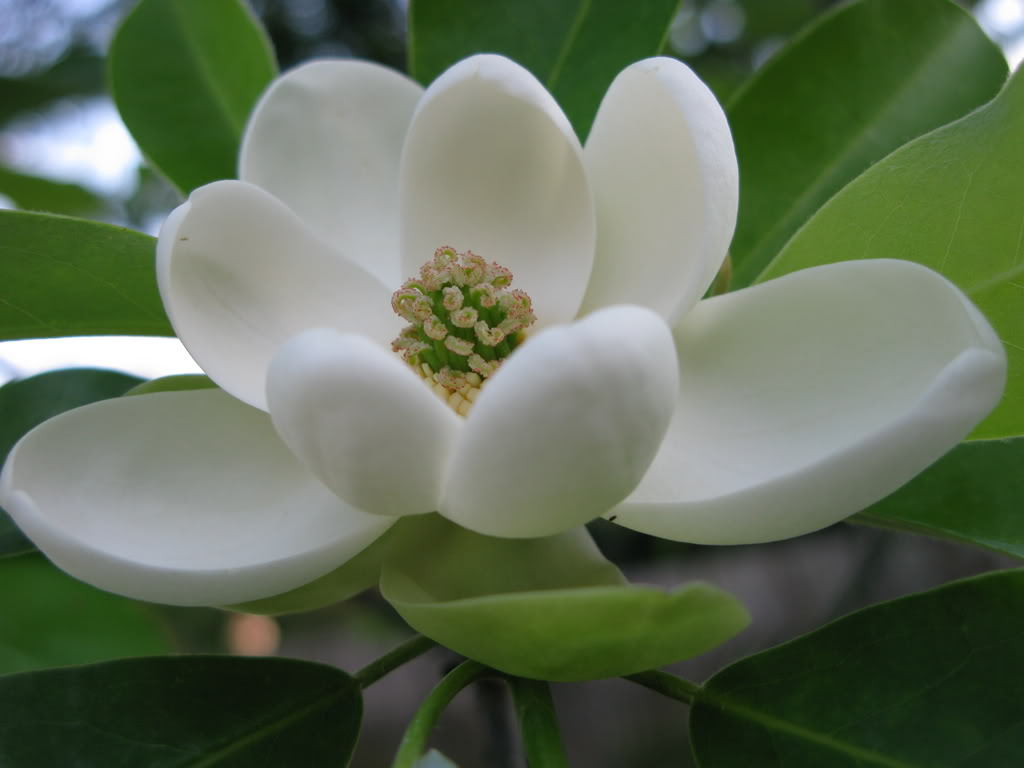 SWEETBAY MAGNOLIA, Laurel Magnolia, Swamp Magnolia qt. pot