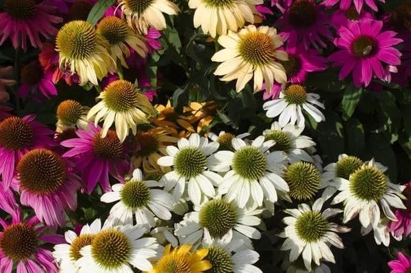Mix Echinacea Coneflower Seeds for Planting – 2000+ Non-GMO Heirloom Seeds, Rain