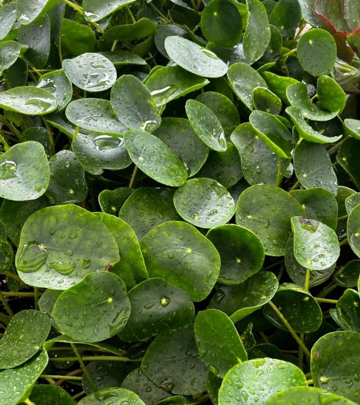 Chinese Money Plant in 4″ pot – Pilea Peperomioides – Live Houseplant