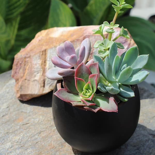 SMART PLANET 2.5 in. Assorted Succulents Plants (4-Pack)