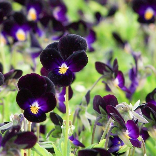 Viola cornuta ‘Bowles Black’ | Bowles Black Viola | 10 Seeds