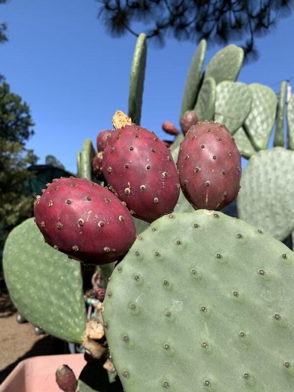 Opuntia ficus indica LARGE RED FRUIT – PRICKLY PEAR CACTUS Seeds