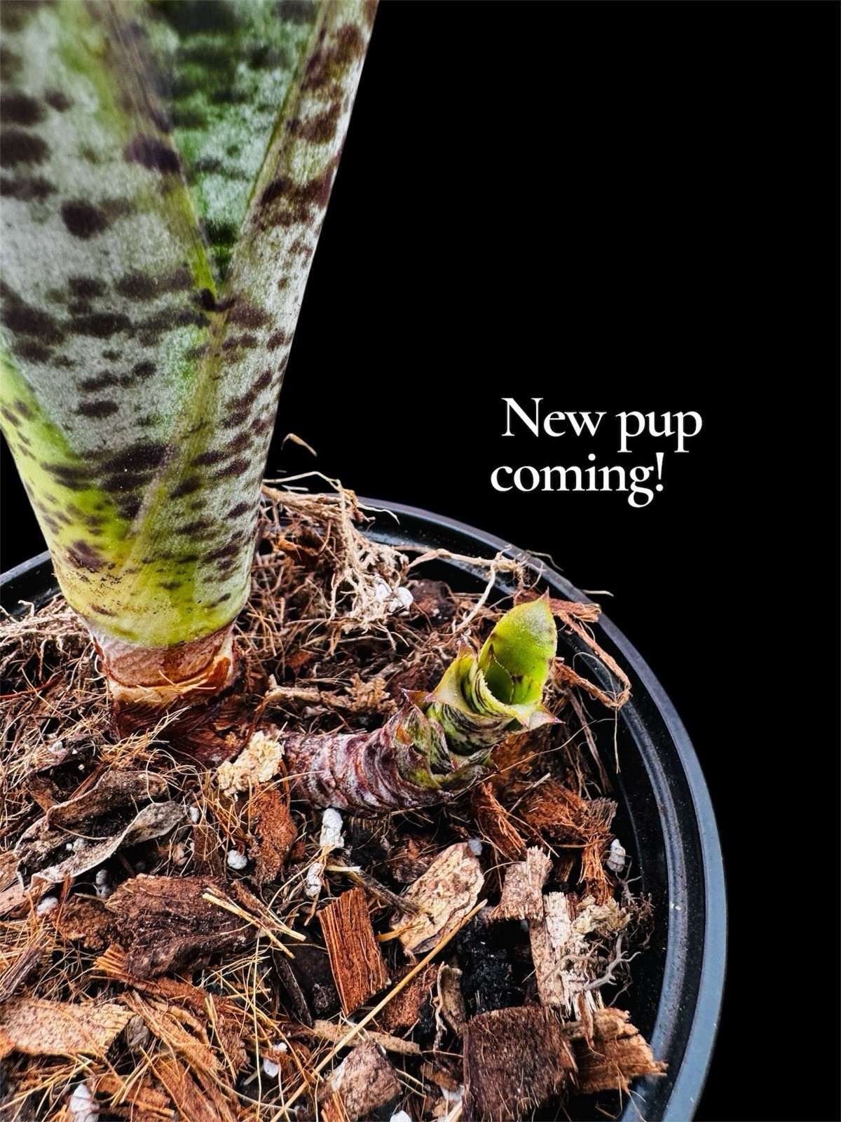 Quesnelia marmorata – Straight Leaf Tips Form (NOT Tim Plowman) Large plant