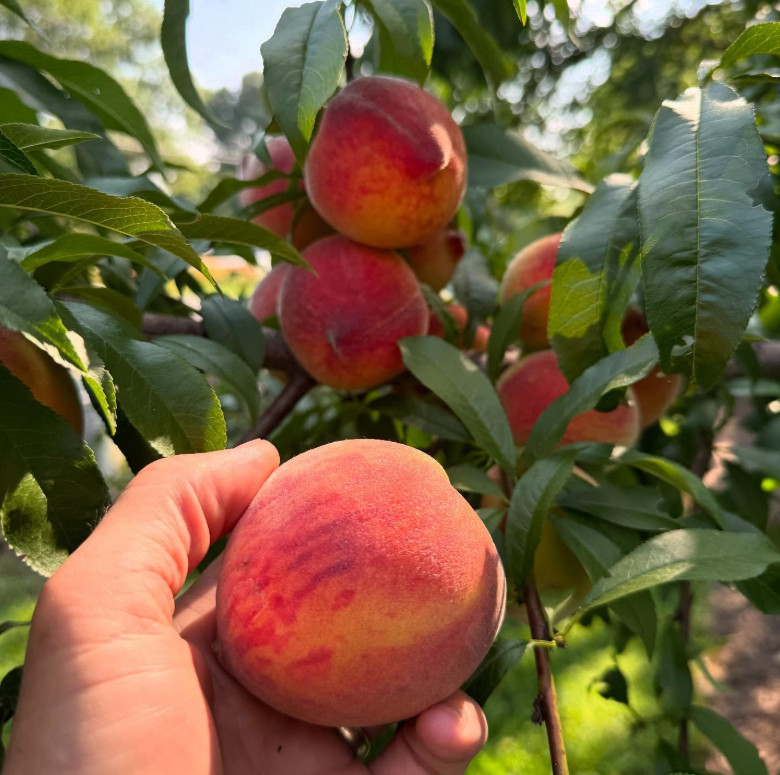 Contender Peach Plant – 1-2ft Tall – Cold-Hardy Sweet Peach Treem – Zones 4–8