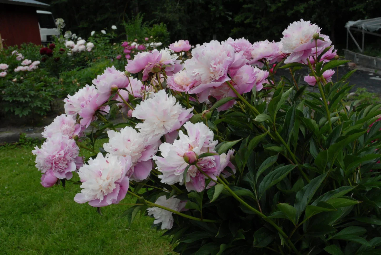Sorbet Peony Bareroot Perennial Stunning Fragrant Blooms Flowering Plants Live!