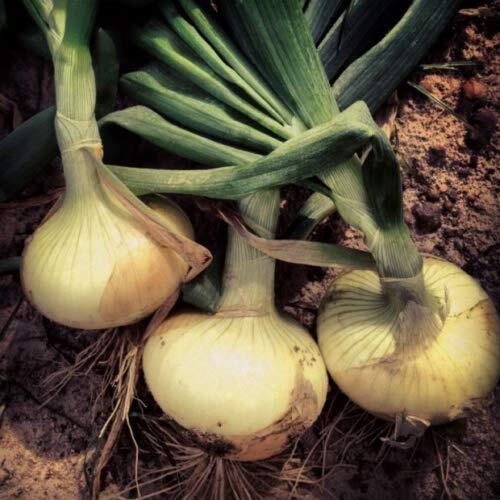 Vidalia Sweet Onion Seeds Organic Non-GMO 110/170 Days Spring/Fall Garden rsc2a1