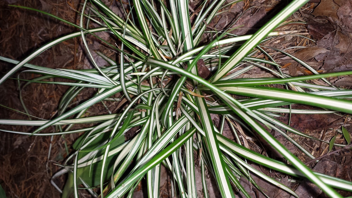 4 Carex Evergold Plants – Japanese Sedge Ornamental Grass for Shade – Evergreen