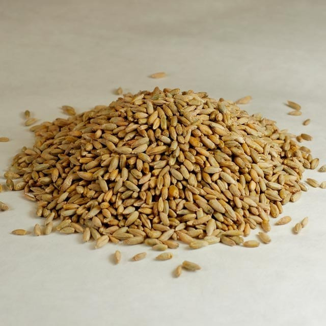 Organic Rye Wheat Seeds (300) / DELICIOUS / Healthy / Easy To Grow