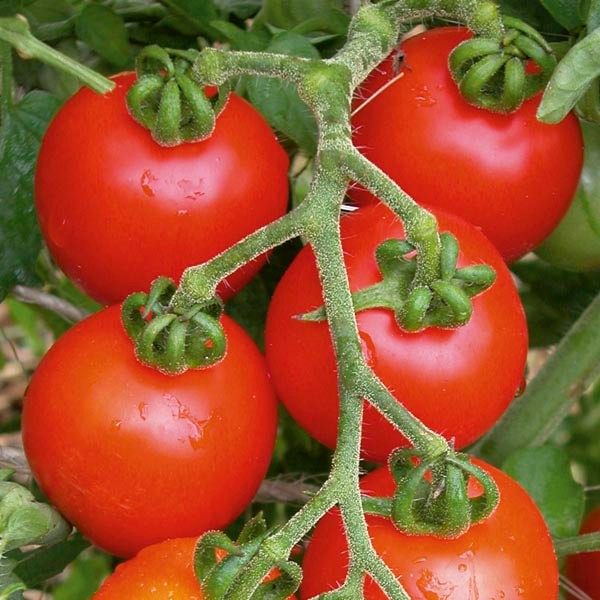 Riesentraube Heirloom Tomato Seeds You will get 50 Fresh Seeds Free Shipping!