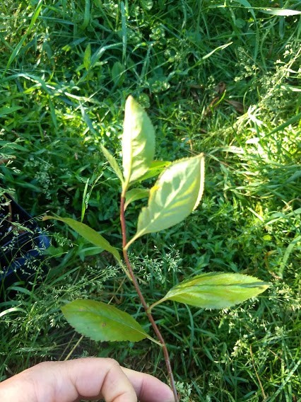 1 Viking Aronia berry plant. Zones 3-8 . Live rooted starter plant.