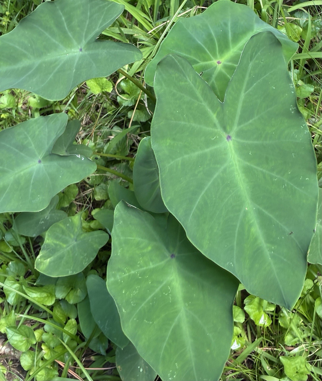 Running Elephant Ear Perennial Live Plant Bare Root “4” Plants