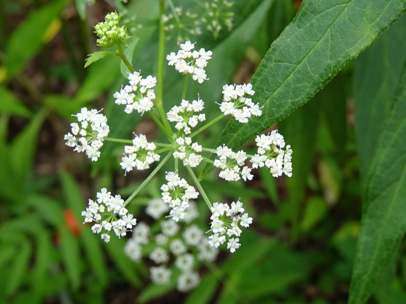 Sium suave Water parsnip Native perennial wildflower 25+ seeds from 2025