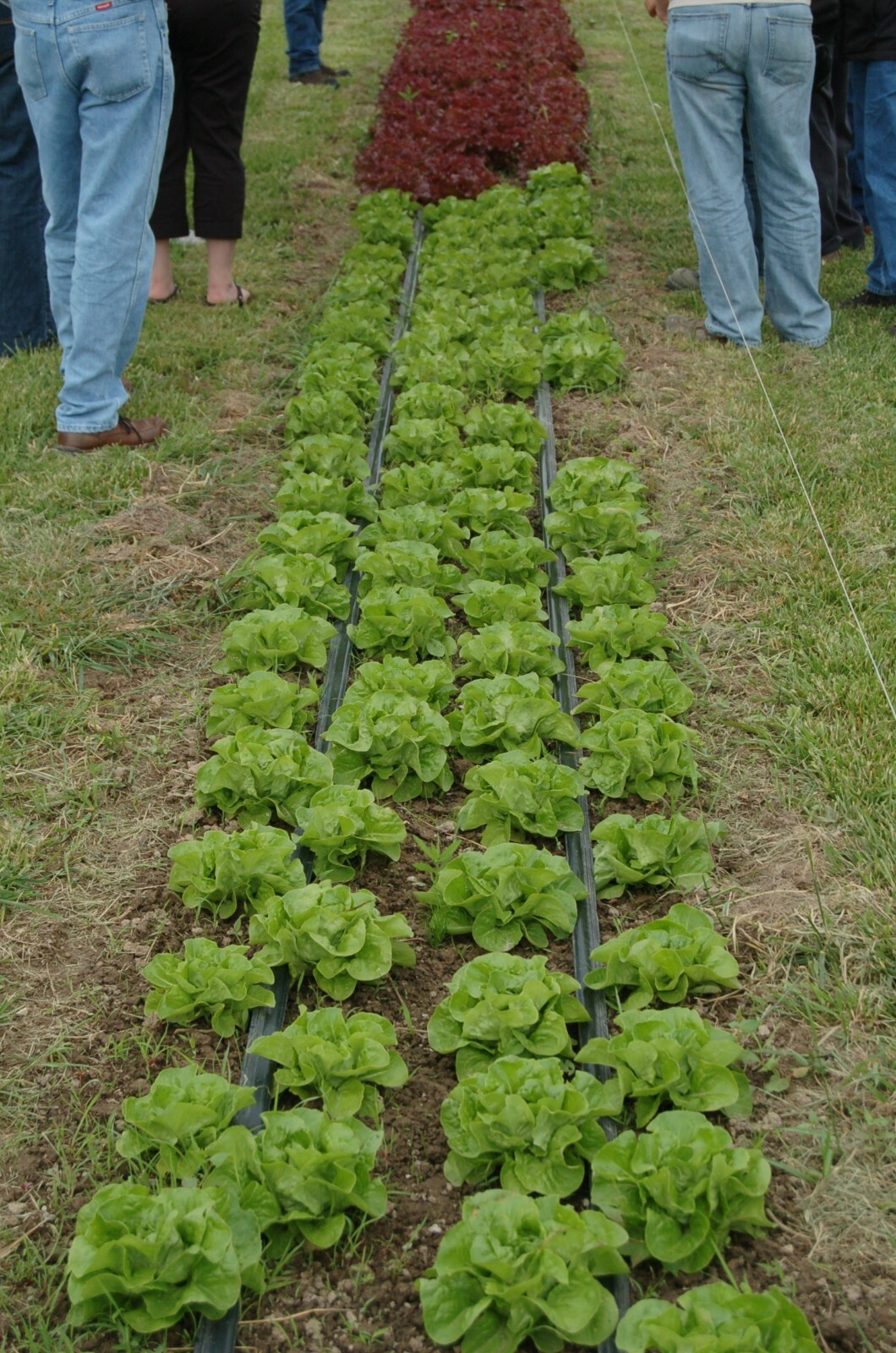 .5g/500+ Buttercrunch/Butterhead Fresh Lettuce Seeds NON-GMO-Delicate Texture