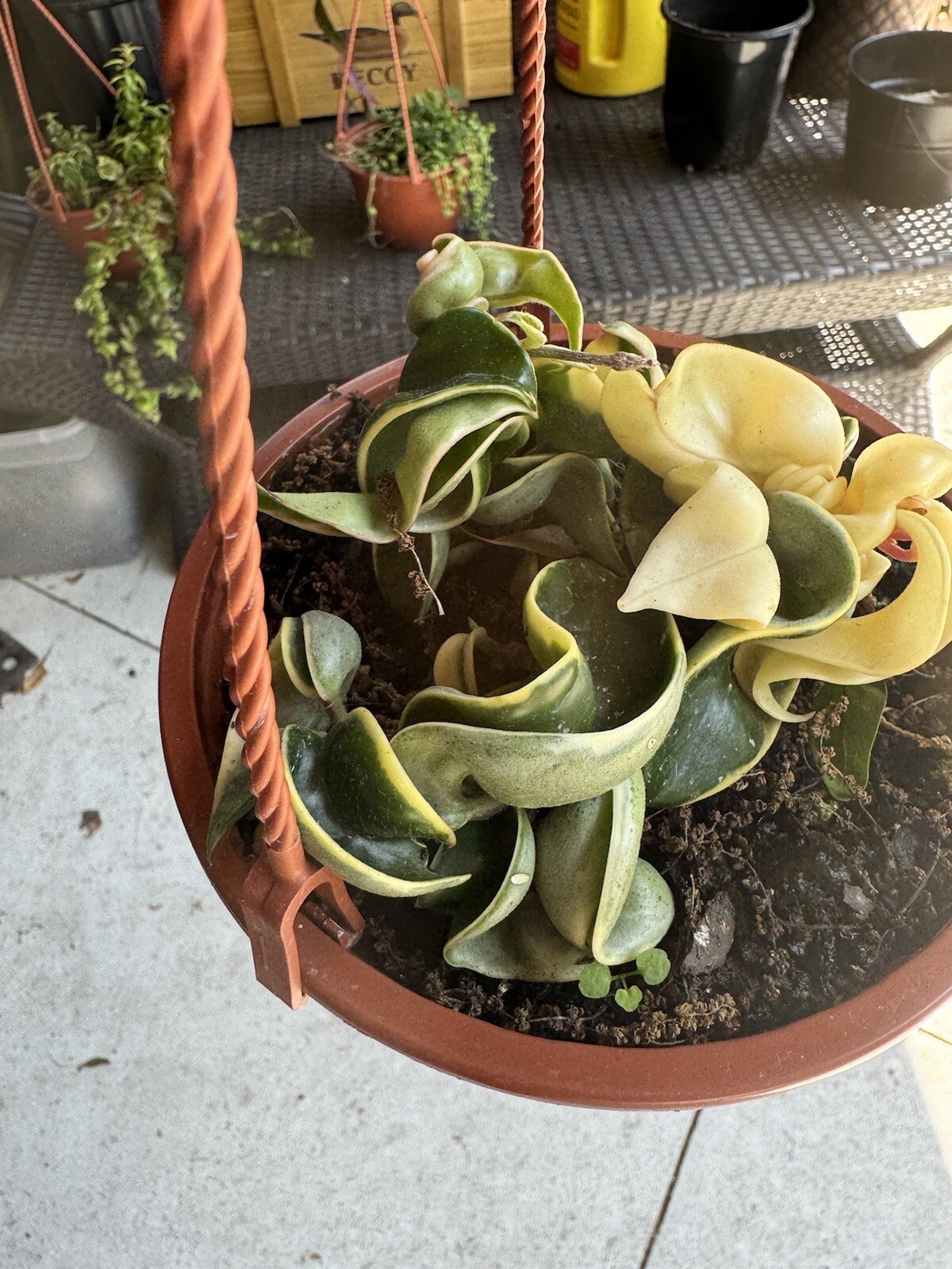 Hoya Rope Variagate Plant