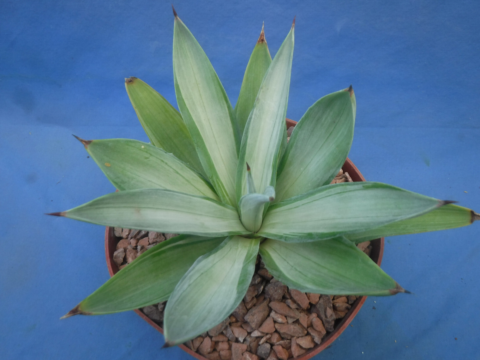 Agave desmettiana “Quicksilver” Variegated Agave Starter Plant 5″-8″ Wide RARE