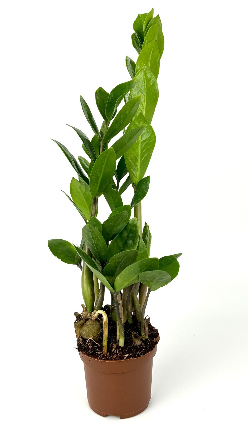 ZZ Plant Low Maintenance Houseplant Large 8″-12″ Tall, 4″ Pot