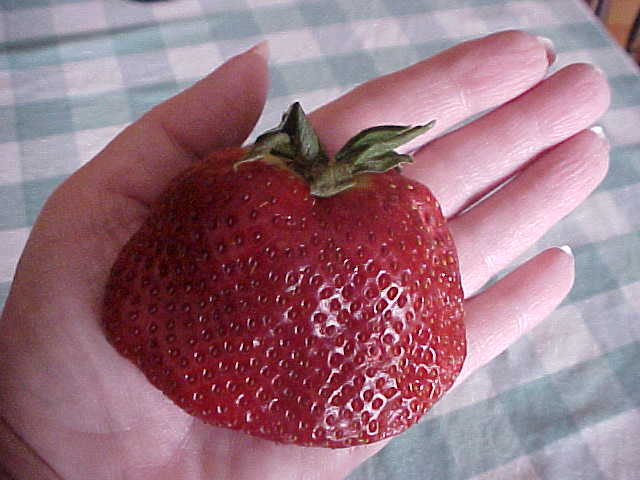 50 SEEDS BIG SWEET MAMA STRAWBERRY PRODUCE SUPER HUGE SWEET STRAWBERRIES ENJOY