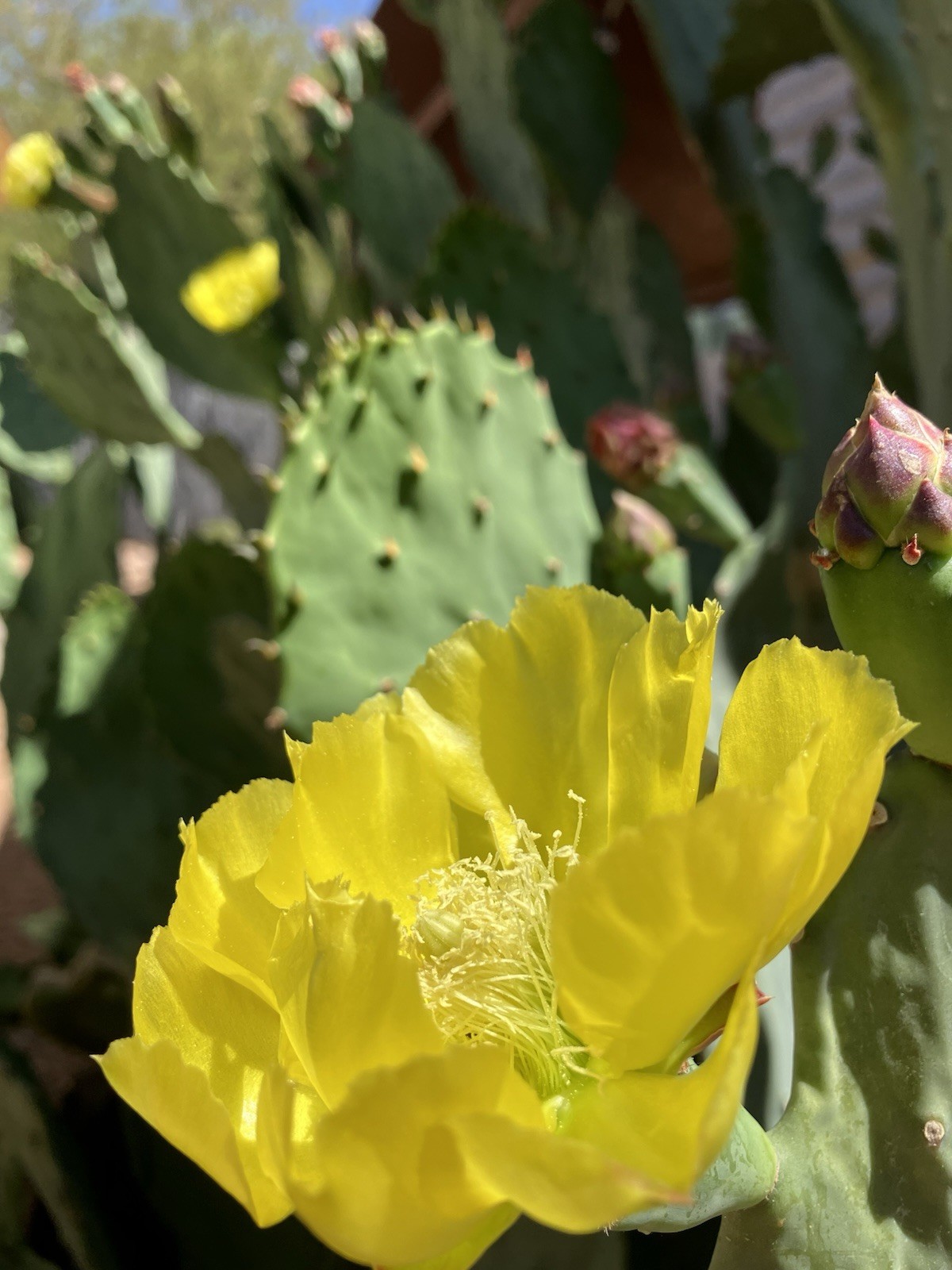 Opuntia Gomei Cactus Pads MEDIUM 5-9″ – Prickly Pear, Old Mexico, Nopal
