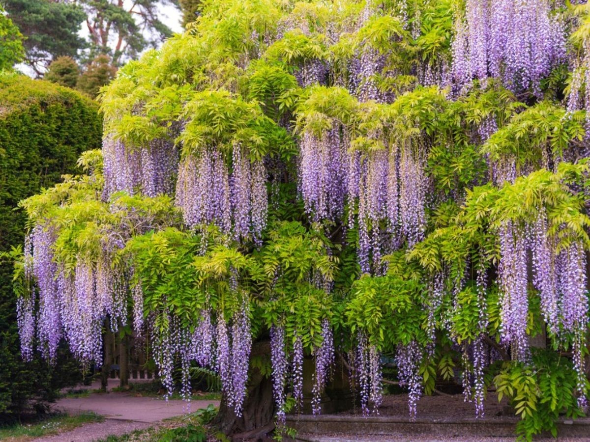 1 Chinese Wisteria 12-24″ Wisteria sinensis Starter Plant