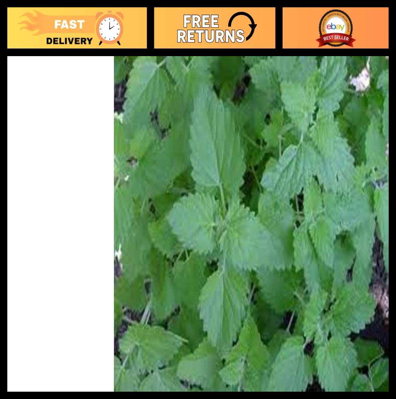 Bulk Catnip Seeds – 1 lb Great Garden Herb for Cats – Natural Feline Treat