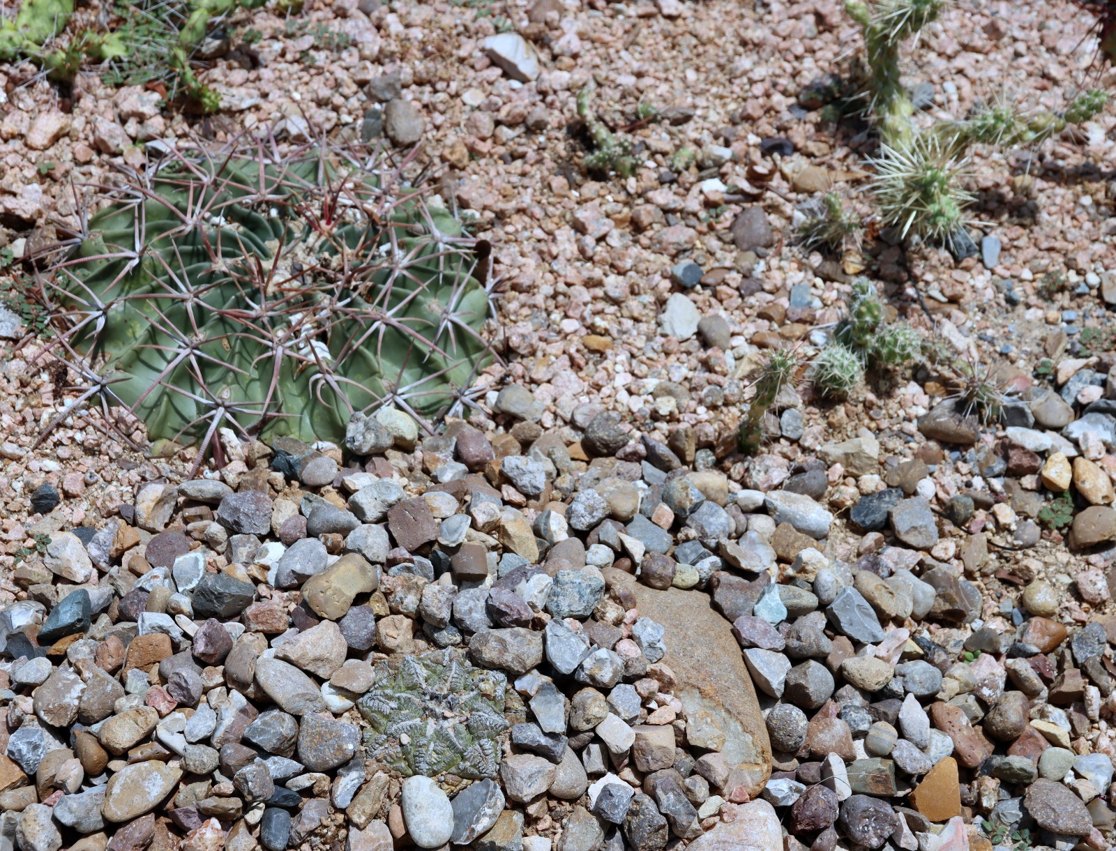 CACTUS ARIO-FISSUS SHOWN IN 6″ POT