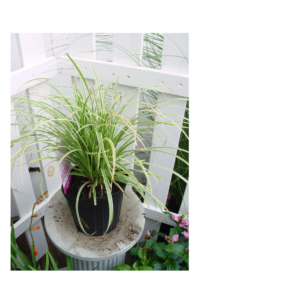 Green Promise Farms Carex Morowii Silver Sceptre Silver Sceptre Sedge Grass