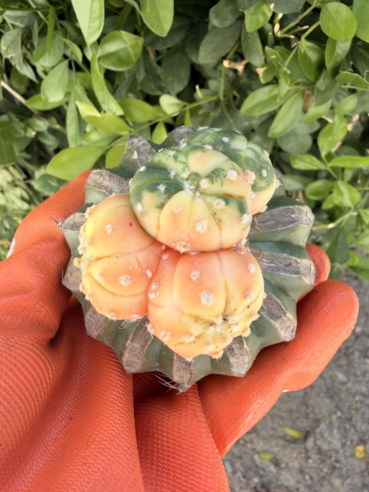 Rare Cactus Variegated Grafted