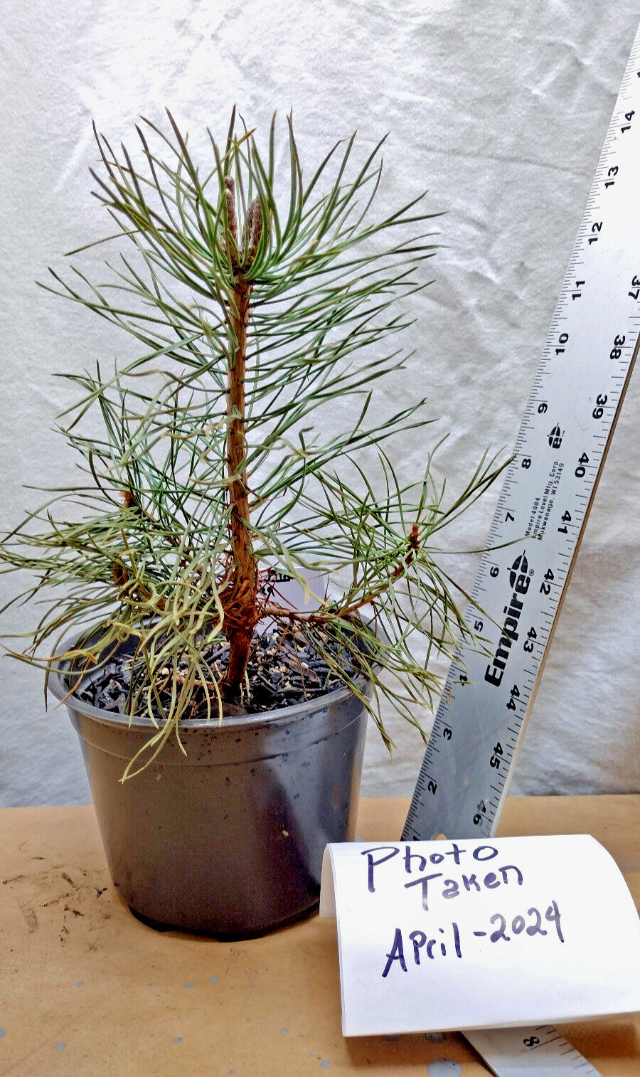 Scotch/Scots Pine in medium nursery pot. Ready forPre Bonsai Landscape Christmas