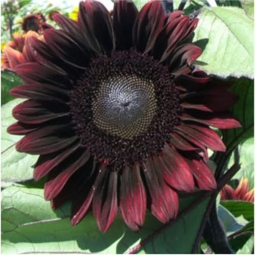 Procut Red Sunflower Seeds For Planting (Helianthus annuus)