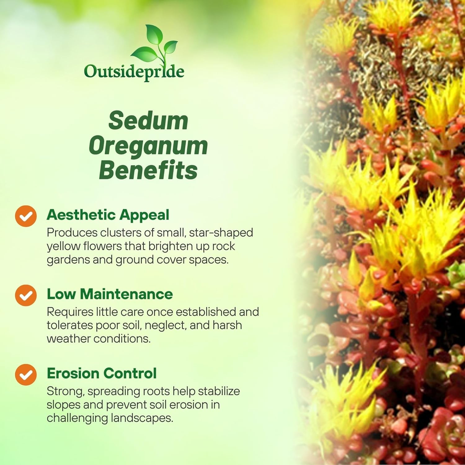 2000 Seeds Sedum Oreganum Stonecrop Seeds For Planting – Stonecrop Ground