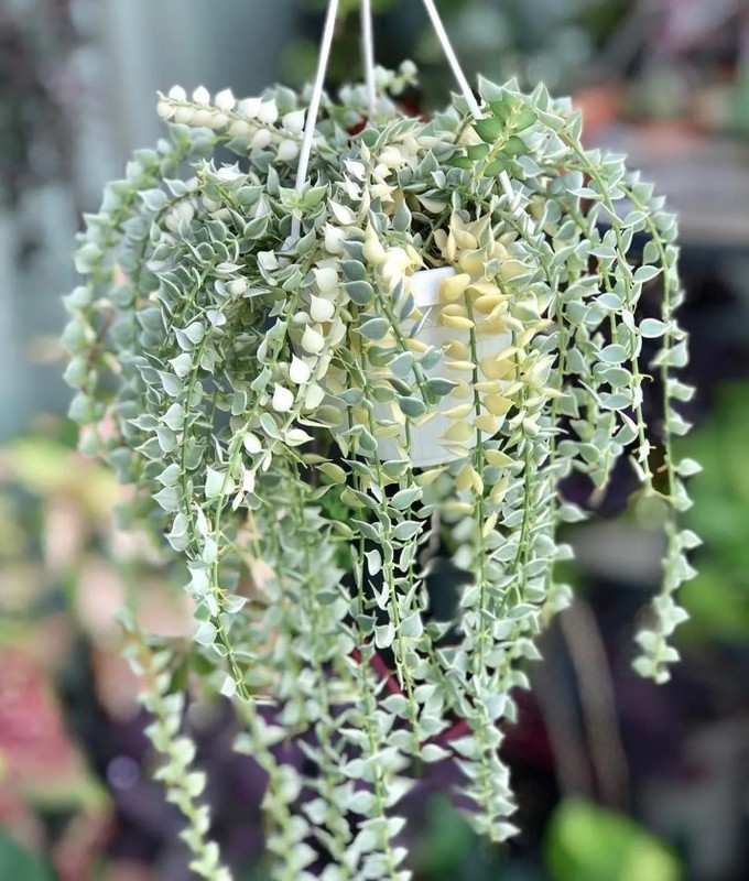 Dischidia Million Hearts Plant in 3″Pot Dischidia ruscifolia Variegata Succulent