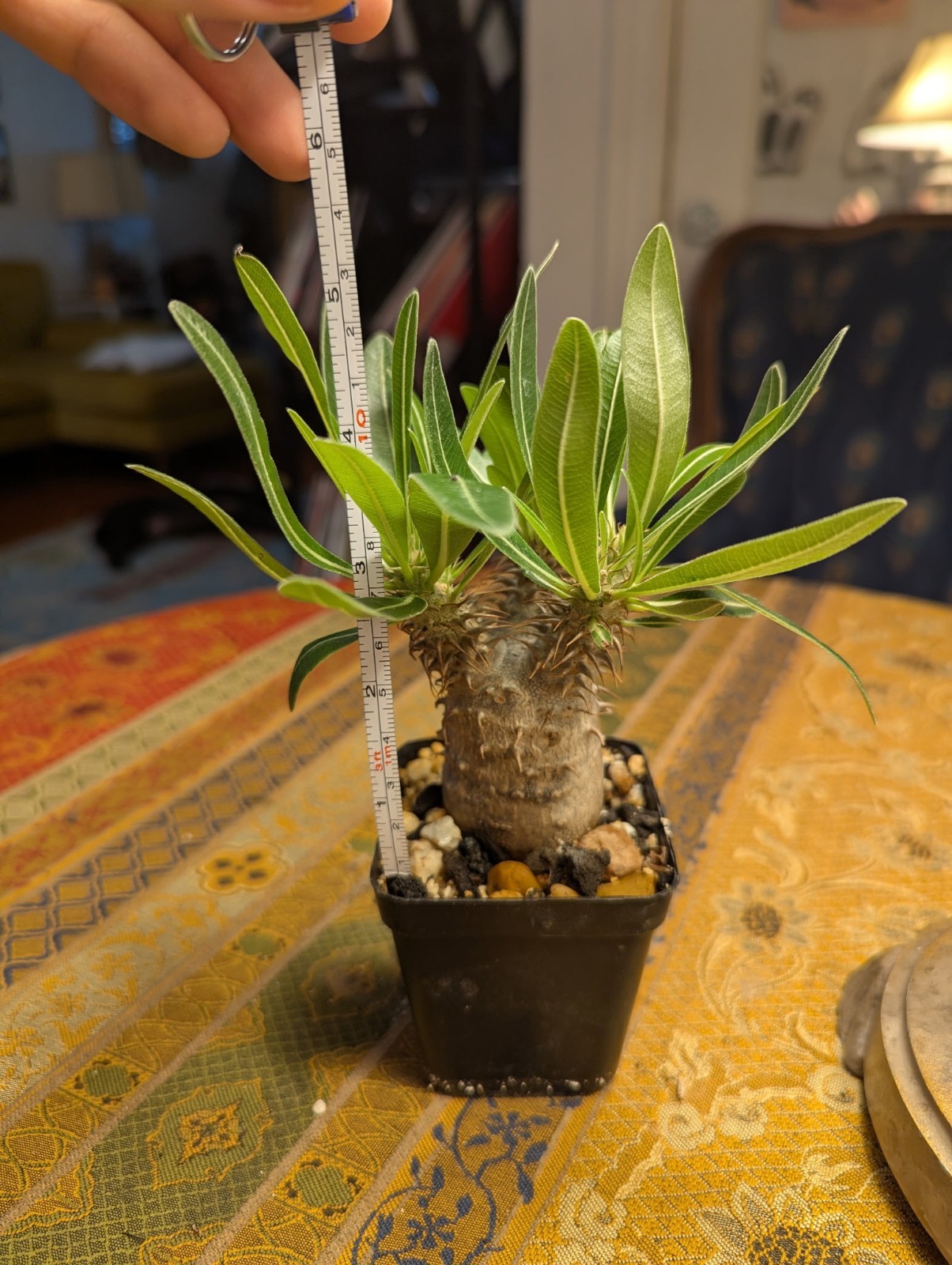 Pachypodium rosulatum subs. makayense (NOT gracilius), Madagascar caudiciform