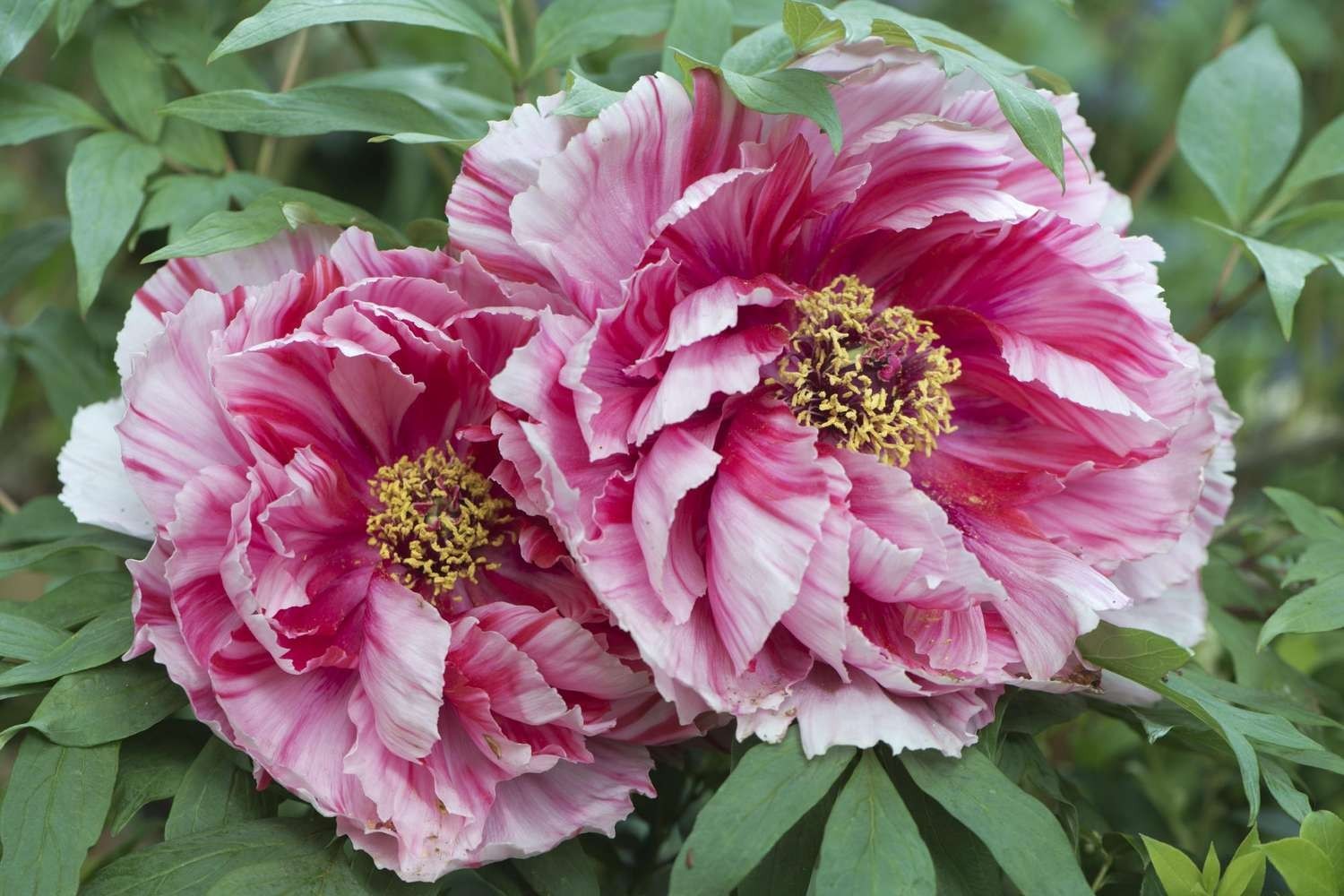 20Pcs Rare Mixed Color Peony Seeds Paeonia Perennial Double Bloom Garden Flower