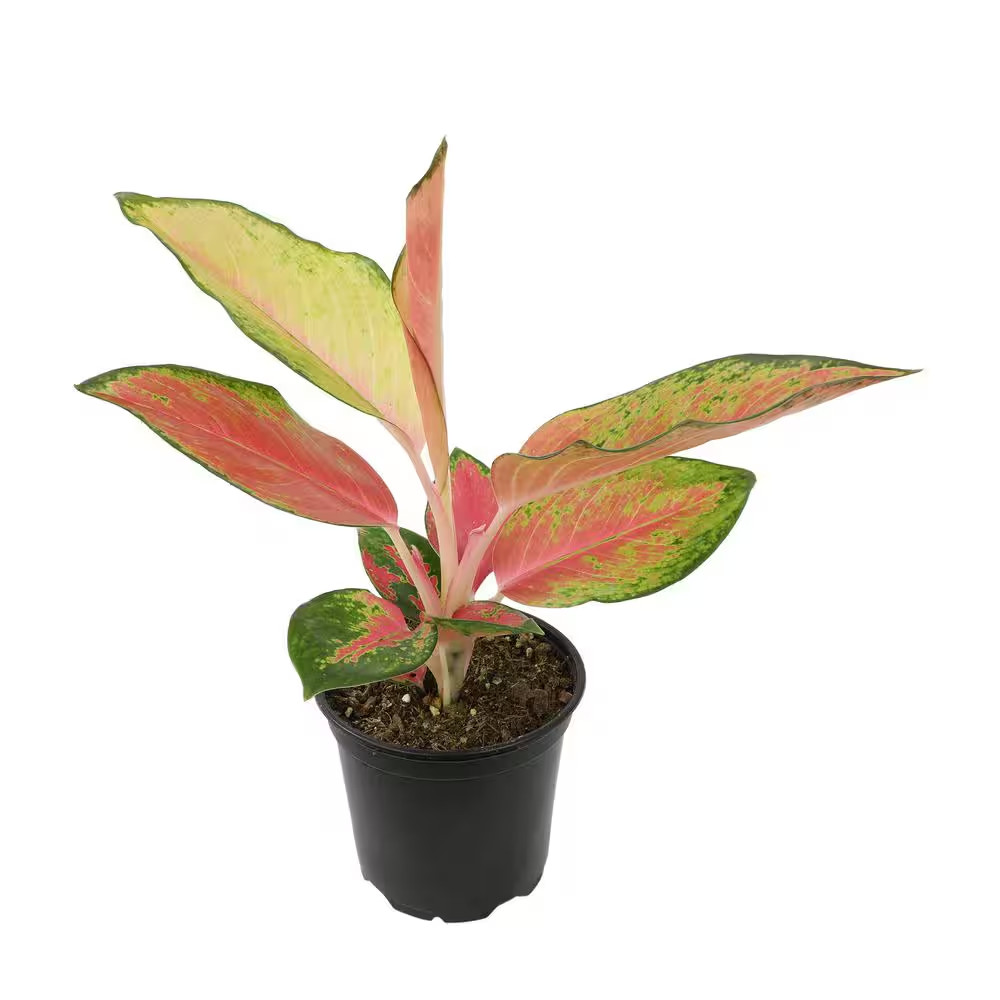 4.25 In. Red Chinese Evergreen Aglaonema China Red Live House Plant in Grower Po