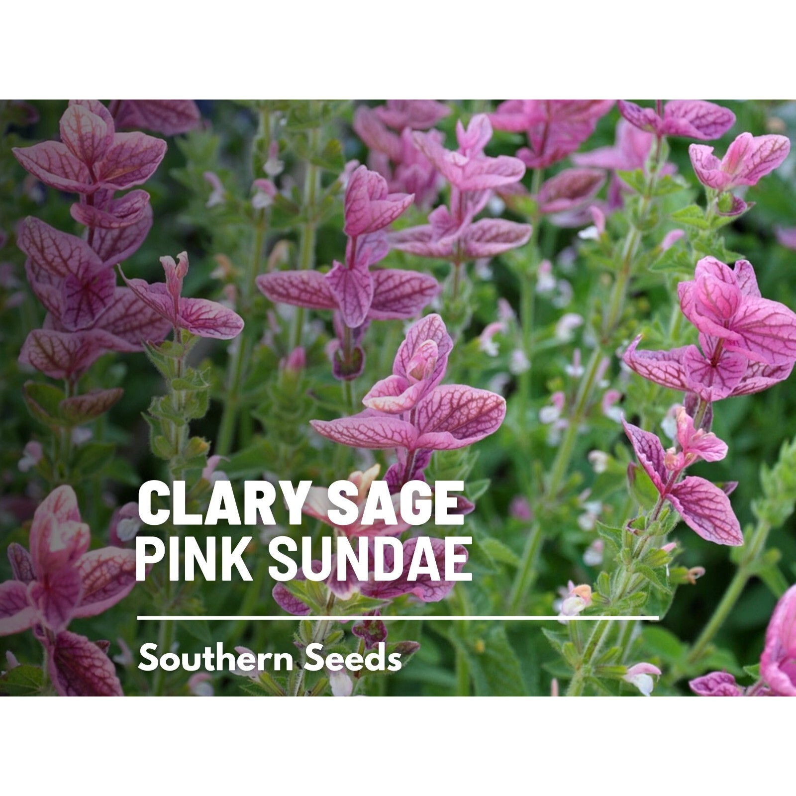 Clary Sage, Pink Sundae – 50 Seeds – Heirloom Herb, Medicinal Plant, Easy to Gro