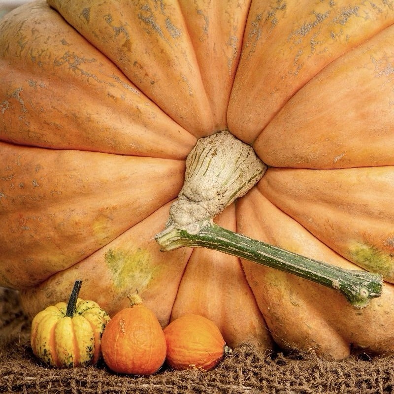 5 Pumpkin Seeds – Dills Atlantic Giant | Heirloom – WORLD RECORD – NON GMO USA