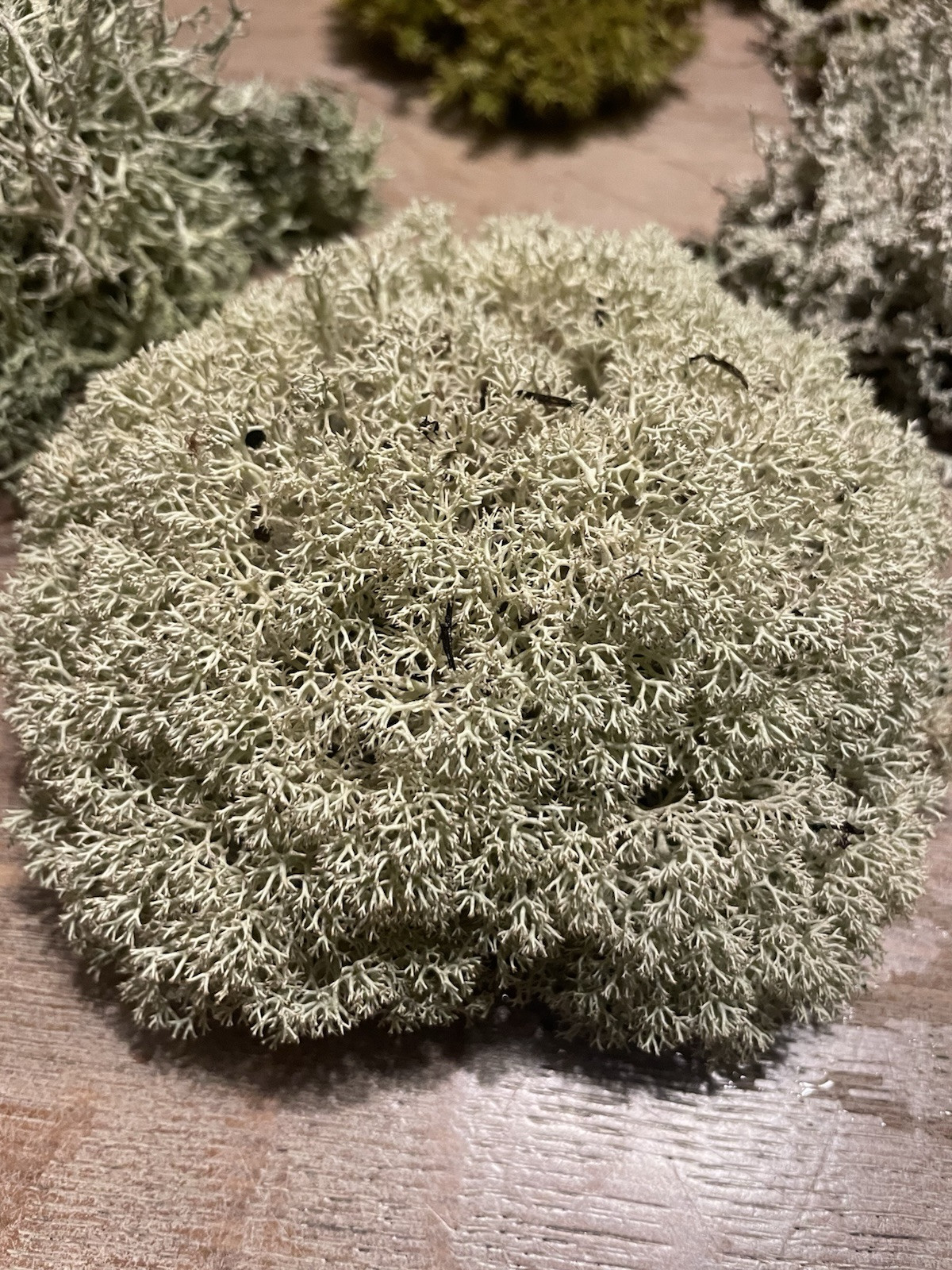live fresh moss and lichen terrarium decorations center pieces
