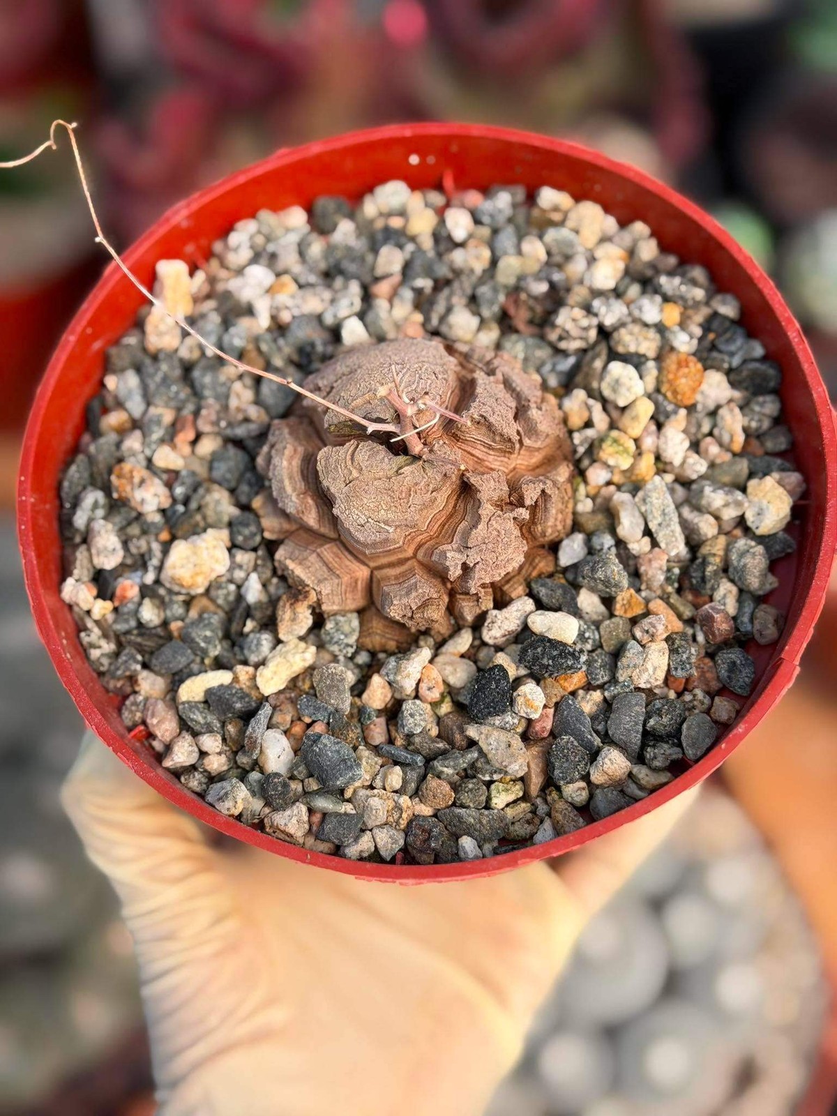 Dioscorea Elephantipes – Rare Turtle Back Caudex Succulent Plant Collector’s #28