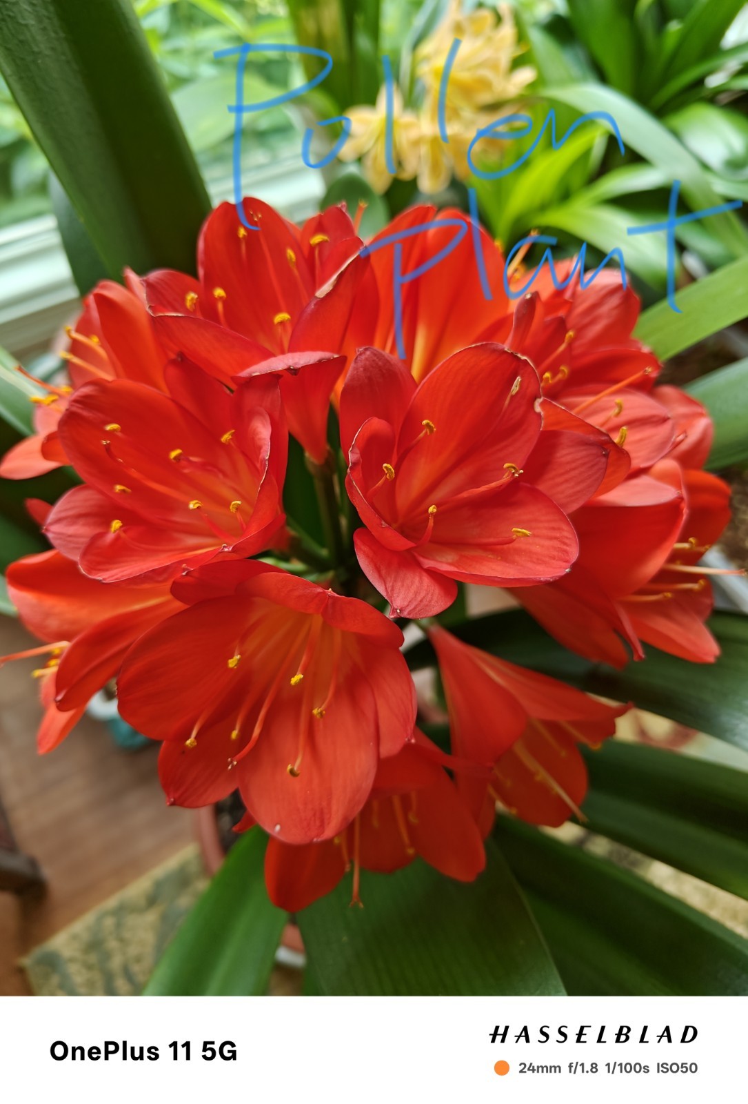 4 Clivia Seedlings (2 Leaves, Red x Orange Color Super Monk)