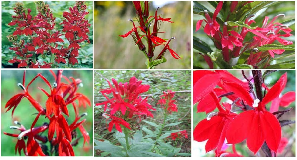Red Cardinal Lobelia Cardinalis HummingbirdPerennialFlower 100 Seeds USA Seller