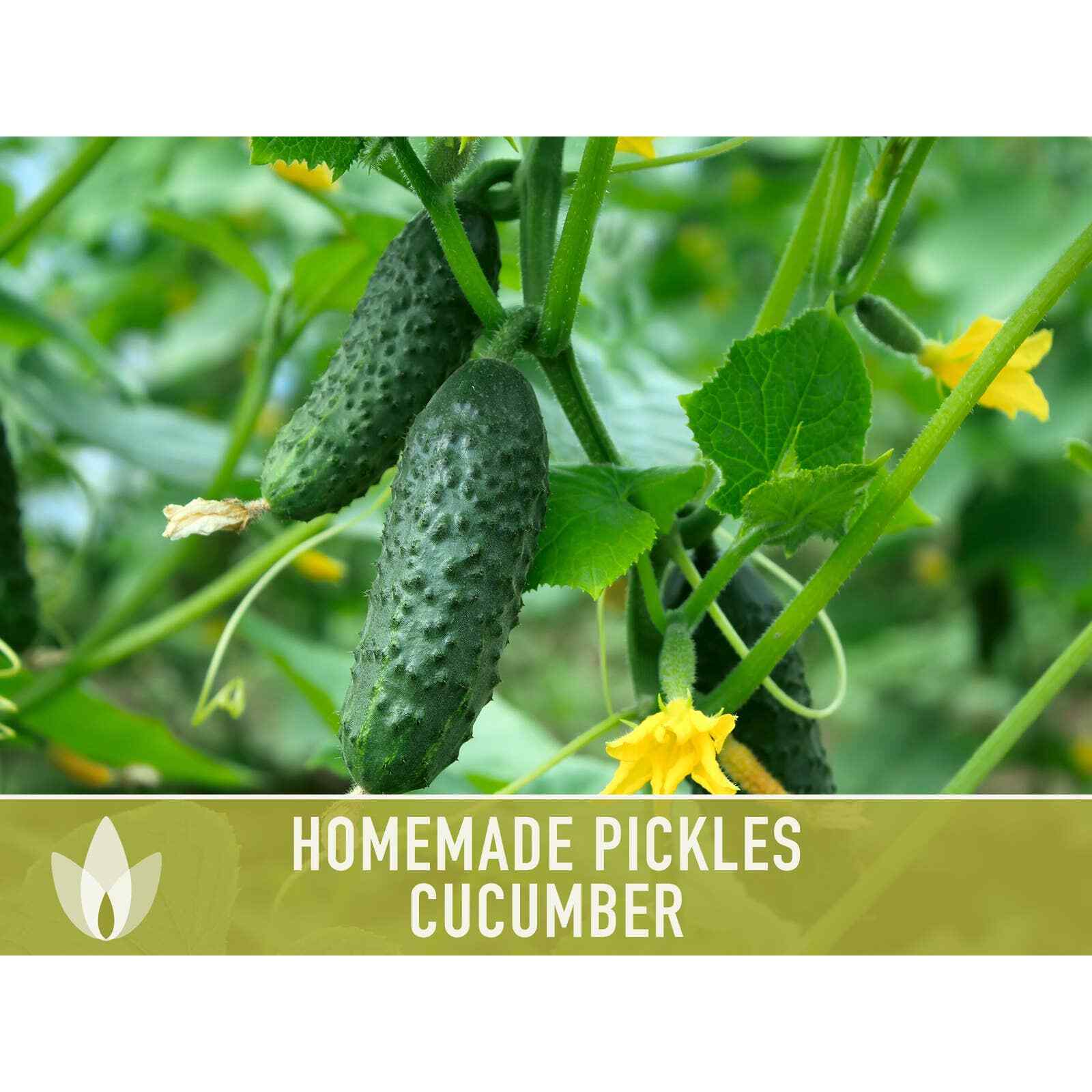 Homemade Pickles Cucumber Heirloom Seeds – Open Pollinated, Non-GMO